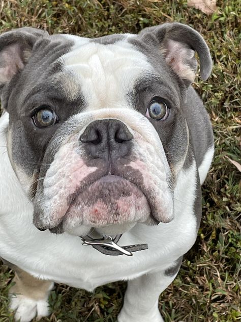 Blue tri color English Bulldog English Bulldog Grey, Grey Bulldog English, Blue English Bulldogs, Dog Pack, English Bulldogs, American Bulldog, Older Dogs, English Bull, Blue Eye