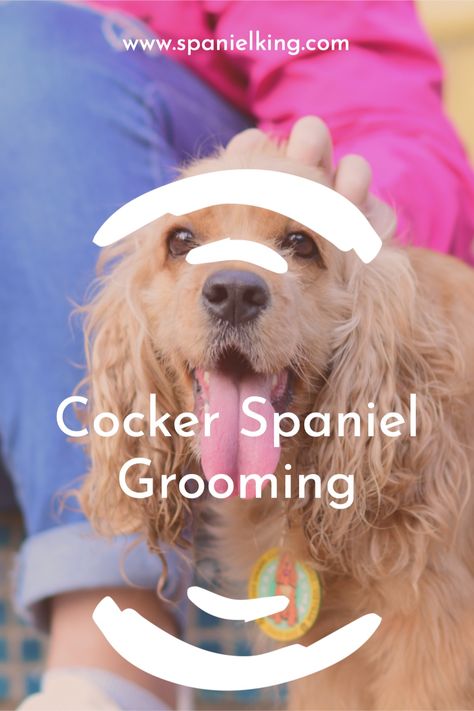 How To Groom A Cocker Spaniel, Grooming Cocker Spaniel, Cocker Spaniel Grooming Styles, Cocker Spaniel Haircut, Cocker Spaniel Grooming, Spaniel Cocker, Cleaning Dogs Ears, Working Cocker, Puppy Cut