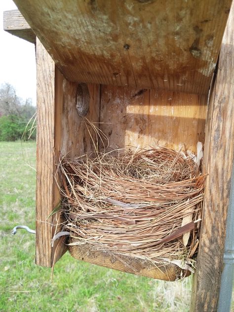 Birdhouses Diy, Bluebird Houses, Bluebird House Plans, Bat House Plans, Bluebird Nest, Bird Ideas, Nest Boxes, Courtyard Ideas, Bat House