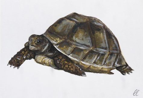 Hand painted tortoise portrait. Acrylic paint and ink on 6 x 5 inches paper - for a birthday gift. Tortoise Art, Pet Tortoise, Painting Class, Paint Ideas, Goa, Turtles, Animals Beautiful, Acrylic Paint, Painting Ideas