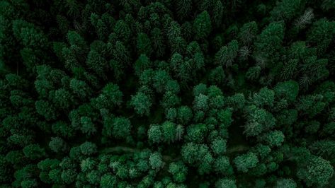 #aerialview #forest #spruce #trees #Nature. Read more: https://wallpapershd.info/wallpaper-spruce-forest-aerial-view-trees-1617547504.html Check more at https://wallpapershd.info/wallpaper-spruce-forest-aerial-view-trees-1617547504.html Spruce Forest, Spruce Trees, Trees Nature, Dream Homes, Aerial View, Ariel, Read More, Trees, Herbs