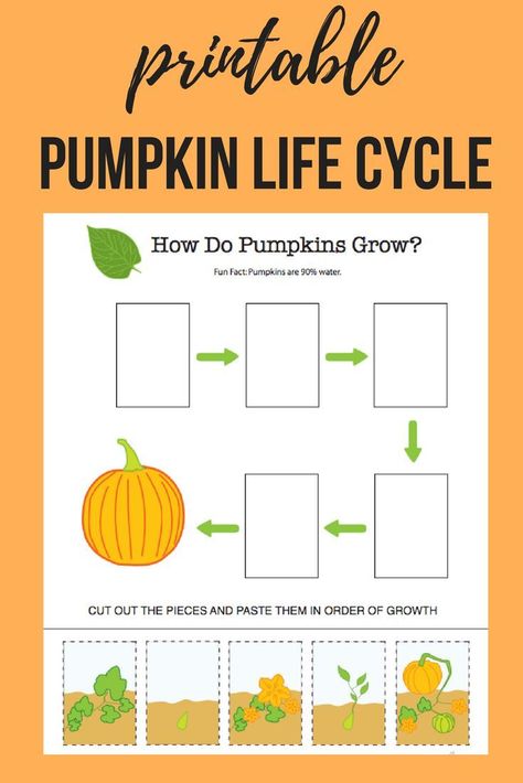 Pumpkin Life Cycle || #printable #science #plantbiology #kindergarten #plants #pumpkins #halloween #thanksgiving #fall #autumn #educationdotcom Pumpkin Life Cycle Kindergarten, Masters In Education, Plant Life Cycle Worksheet, Life Cycles Preschool, Life Cycle Of A Pumpkin, Pumpkin Lessons, Pumpkin Centers, Fall Lesson Plans, Pumpkin Life Cycle