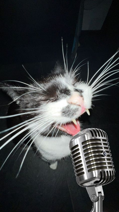 White Cat, Get Inspired, Singing, Funny, White, Black