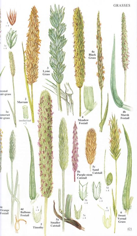 Plants Identification, Grass Drawing, Grass Species, British Wild Flowers, Tree Identification, Unusual Plants, Plant Identification, Tall Plants, Plant Illustration