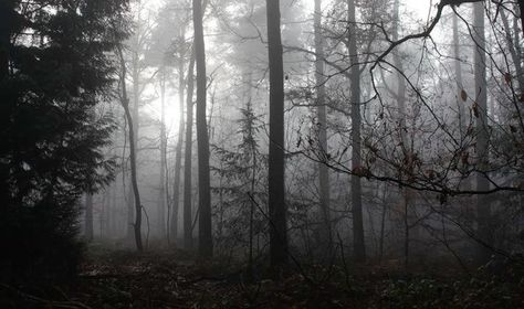 Foggy Forest Header, Dark Forest Horizontal, Tribetwelve Aesthetic, Woods Header, Grey Pc Wallpaper, Spooky Forest Aesthetic, Forest Header, Grey Wallpaper Laptop, Dark Forest Wallpaper