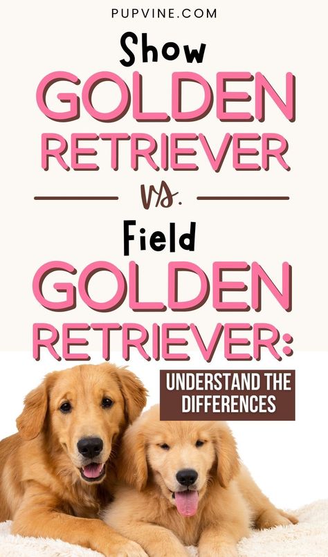 Suppose you want a good family pet that can also potentially win in a dog show. Is a Golden Retriever a good pet in that case? There is a slight difference in a show Golden Retriever and a Golden Retriever that is bred for work in the field. While both make excellent pets, only one can win competitions. But, what’s the difference between the two? Field Golden Retriever, Golden Retriever Grooming, Golden Retriever Breed, Golden Retriever Rescue, Good Family, Yellow Labrador Retriever, A Golden Retriever, Breed Dogs, Yellow Labrador