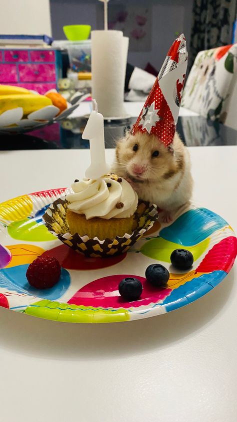 Aesthetic 15 Birthday, Hamster Aesthetic Wallpaper, Hamster Aesthetic, Hamster Pics, Hamster Life, Hamster Habitat, Hamster Care, Aesthetic Birthday, 15 Birthday