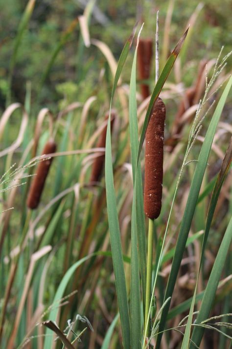 Cat Tails Plant, Cat Tail Plant, Cat Tails, Fantasy Names, Cat Tail, Beauty Of The World, Felt Art, Ecology, Flower Painting