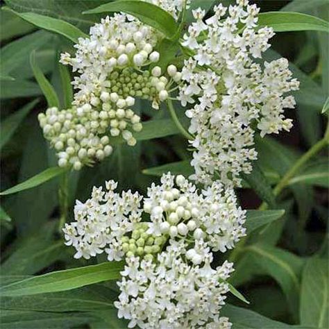 Milkweed Growing Guide: How to Grow Asclepias | Gardener’s Path Plant Mood Board, Milkweed Garden, All White Garden, Monarch Butterfly Habitat, Raising Monarch Butterflies, Asclepias Incarnata, Butterfly Plant, Briar Patch, Milkweed Seeds