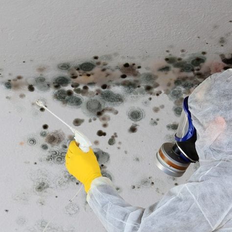 The Secret to Preventing Mold in Your Crawl Space Sparkle Floor, Cabinet Height, Mold Prevention, Clean Baking Pans, Toxic Mold, Hardwood Floor Cleaner, Mold In Bathroom, Cleaning Painted Walls, Mold Remediation