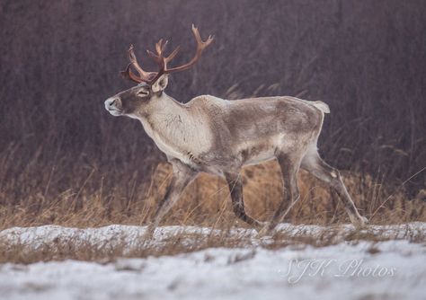 Sleep Running | Caribou | Joanne King | Flickr Caribou Hunting, Winter Norway, Reindeer Run, North American Animals, Deer Species, Swedish Cottage, Forest And Wildlife, Wild Animals Pictures, Animal References