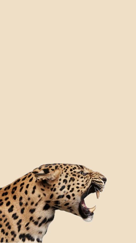 Leopard wallpaper Leopard Print Background Wallpaper, Iphone Wallpaper Pinterest, Leopard Print Background, Retro Wallpaper Iphone, Phone Wallpaper Pink, Digi Scrapbooking, Creative Photoshoot Ideas, Pretty Animals, Retro Wallpaper