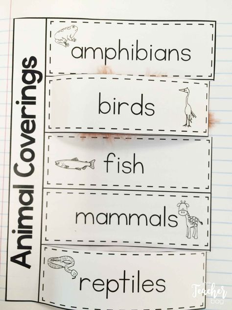 Animal classification interactive notebook activities Arthropods Classification, Animal Classification For Kids, Animal Classification Activity, Animal Classification Worksheet, Animal Coverings, Classifying Animals, Vertebrates And Invertebrates, Animal Report, Animal Life Cycles