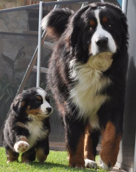 Bernese Mountain Dog Bear Family, Puppy Paws, Daughter Mother, Mountain Dog, Bernese Mountain, Bernese Mountain Dog, Mountain Dogs, Bern, Newfoundland