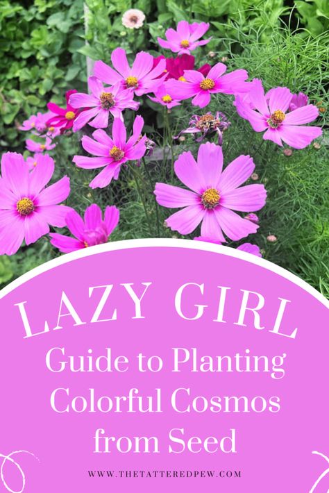 Lazy Girl Guide to growing colorful Cosmos! Cosmo Garden, Cosmos Plant, Front Yard Plants, Girl Guide, Cosmos Flowers, Gardening 101, Spring 2025, Attract Pollinators, Lazy Girl