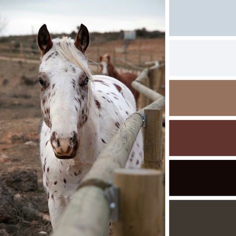 Color palette Horse Color Palette, Andalusian Horse, Blue Palette, Horse Coloring, Color Pallets, Brown Beige, Color Palettes, Color Palette, Horses