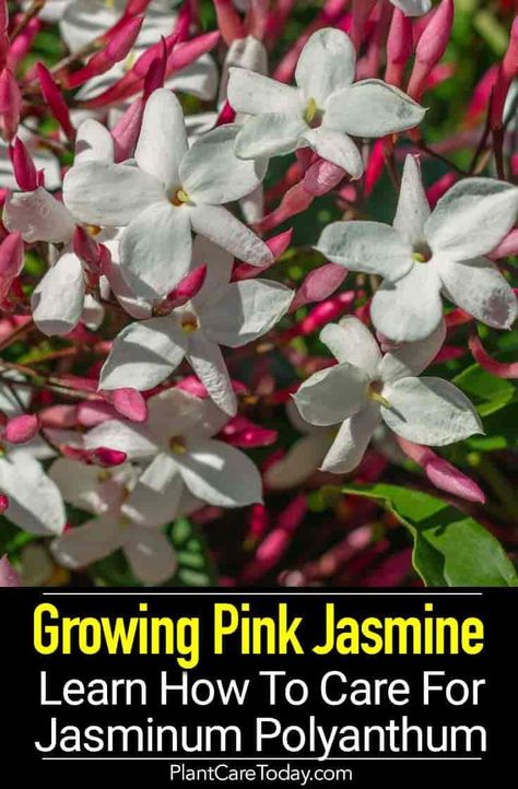 Jasminum Polyanthum Care: How To Grow Pink Jasmine Pink Jasmine Plant, Jasminum Polyanthum, Mandevilla Vine, Goddess Garden, Types Of Tulips, Plant Obsession, Jasmine Vine, Interesting Plants, Pink Jasmine