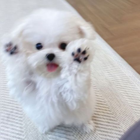 Maltese Puppy Aesthetic, Baby Maltese, Animal Pfp, Wholesome Dog, Lover Anime, Cute Fluffy Puppies, Painting Dogs, Dogs Aesthetic, Dog Tattoo Ideas