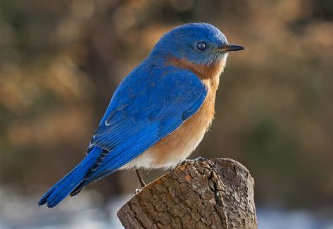 Bluebird Nest, Blue Sparrow, Quick Meditation, Eastern Bluebird, Nature Hikes, West Michigan, Nesting Boxes, Nature Center, Bird Garden