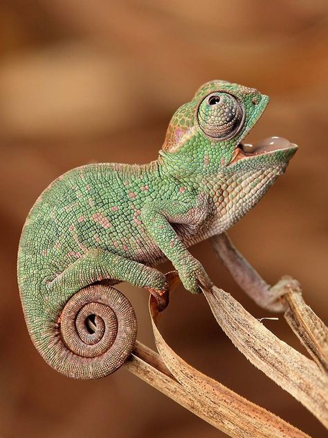 Drawing Chameleon, Aesthetic Chameleon, Chameleon Aesthetic, Chameleon Wallpaper, Chameleon Facts, Chameleon Illustration, Chameleon Drawing, Funny Chameleon, Chameleon Enclosure