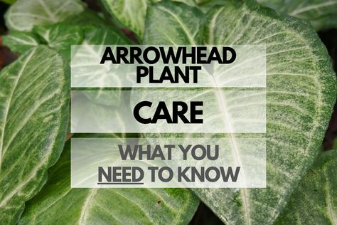 Arrowhead Plants, also known as Syngonium, are popular houseplants known for their arrow-shaped leaves and vibrant foliage patterns. In this comprehensive guide, we’ll explore everything you need to know about ... Read more Arrowhead Plant Care, Arrow Plant, Arrowhead Vine, Syngonium Podophyllum, Arrowhead Plant, Orchid Bark, Plant Care Houseplant, Outdoor House, Plant Problems