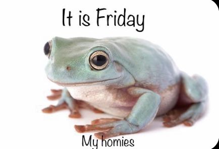 Its Friday My Dudes Frog, It Is Thursday My Dudes Frog, Friday Frog, Frog Friday, Funny Frog Pictures, Frog Funny, It Is Friday, Frog Meme, Its Friday