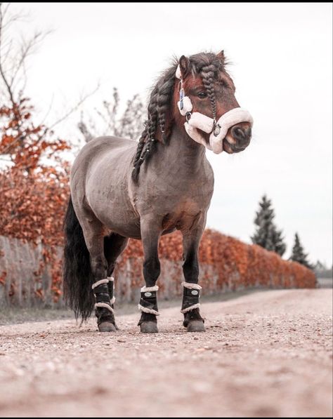 Shetty Pony, Mini Shetland Pony, Horse Photography Poses, Cute Horse Pictures, Beautiful Horse Pictures, Horse Riding Clothes, Cute Ponies, Shetland Pony, Horse Wallpaper