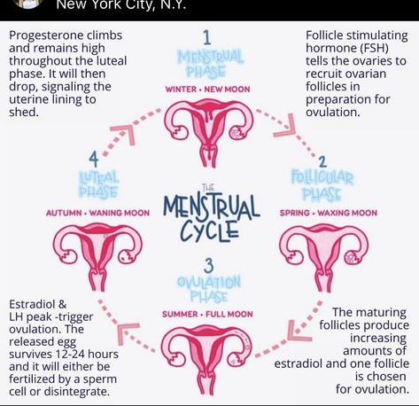 Menstrual Cycle Notes, Cycle Pic, Nurse Practitioner School, Follicle Stimulating Hormone, The Menstrual Cycle, Hormonal Health, Progesterone Levels, Period Hacks, Lower Inflammation