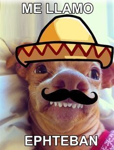 Esteban Phteven Dog, Tuna Dog, Humor Hilarious, Humor Grafico, Taco Bell, Memes Humor, Meme Funny, Grumpy Cat, Bones Funny