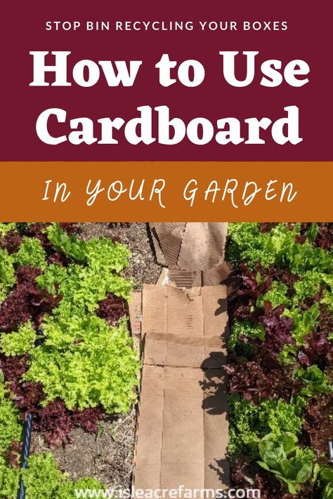 Cardboard In Garden Beds, Cardboard For Gardening, Cardboard Weedmat, Cardboard In Flower Beds, How To Use Cardboard In Garden, Cardboard For Weeds In Garden, Cardboard Flower Bed, Cardboard Garden Bed, Using Cardboard In The Garden