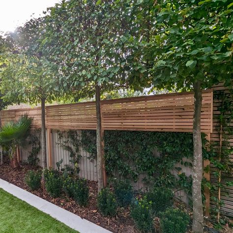 We love the combination of slatted panels and pleached trees, for a modern look with added privacy. 🌳 In addition to the planting our customers are doing, we plant one tree for every order with Ecologi. 📸 Bespoke slatted panels with a 45mm slat, 10mm gap in Western Red Cedar. #TreePlanting #Gardening #GardenDesign Garden Trellis Privacy Screens, High Garden Wall Privacy Fences, Slatted Garden Wall, Narrow Hedges Privacy Screens, Garden Fence Trellis Ideas, Hedge Trees Privacy Screens, Pleached Trees Privacy Screens, High Fence Ideas Privacy, Privacy Wall Ideas