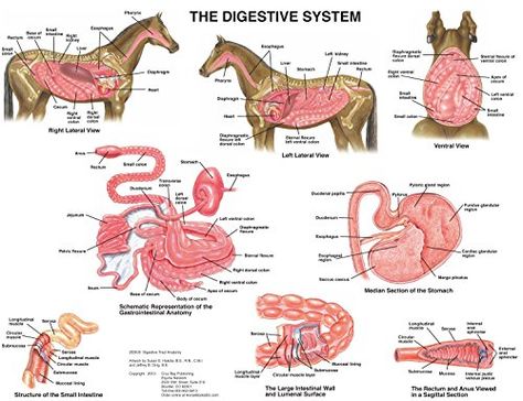 Digestive Anatomy, Science Prints, Vet Tech School, Equine Veterinarian, Anatomy Chart, Equine Massage, Equine Veterinary, Veterinary Studies, Large Animal Vet