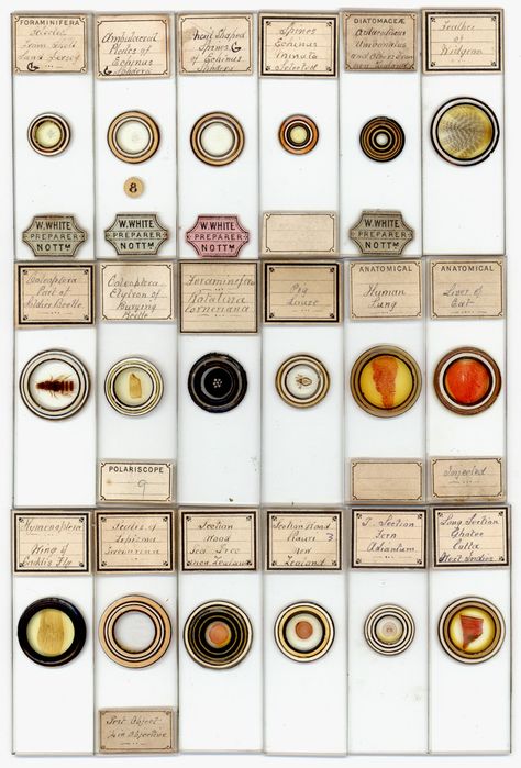 George Harris (“W. White”), microscope slide preparer, ca. 1835 - 1904 Antique Microscope, Vintage Microscope, Technology Museum, Microscope Slides, Museum Design, Secondary Science, Bio Art, Things Under A Microscope, Scientific Illustration