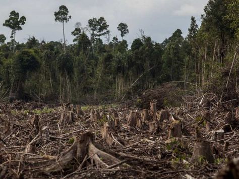 Deforestation will pump billions of tonnes of emissions into Earth's atmosphere, experts warn Rainforest Pictures, Jungle Pictures, Jungle Tree, Earth Atmosphere, Expensive Furniture, Leh, Forest Photos, Tree Care, New Forest