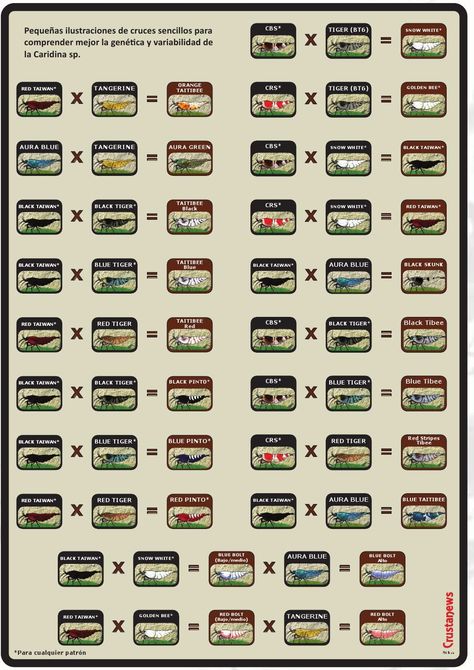 Shrimp Chart - Genetics and Selective Breeding - The Shrimp Spot Tropical Shrimp, Shrimp Breeding, Pet Shrimp, Red Cherry Shrimp, Ikan Air Tawar, Cherry Shrimp, Tropical Fish Aquarium, Guppy Fish, Fresh Water Fish Tank
