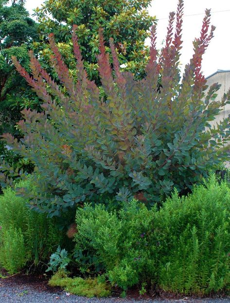 Cotinus Grace Smokebush, Cotinus Coggygria Grace, Cotinus Grace, Cornwall Garden, Cotinus Coggygria, Tree Gardens, Coastal Modern, Garden Shrubs, Garden Nursery