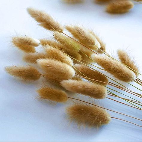 Amazon.com: Caiyun Manor 100 Pcs Natural Rabbit Tail Grass Dried , for Home,Wedding、Party Themed Decorations.16in (Natural Color): Kitchen & Dining Foto Props, Rabbit Tail, Grass Bouquet, Dried Flowers Wedding, Raw Color, Home Wedding Decorations, Wedding Store, Bunny Tail, Wedding Arrangements