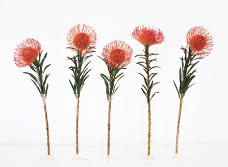 Mini pin cushion proteas Protea Tattoo, Pincushion Protea, Protea Art, Protea Flower, Search Google, Australian Native Plants, Tattoo Set, Pin Cushion, Ceramic Painting