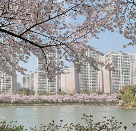 Blossom Trees, Cherry Blossoms, Cherry Blossom, Pink Flowers, The City, Blossom, Cherry, Trees, Flowers