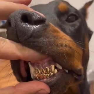 Stories • Instagram Teeth Accessories, Doberman Aesthetic, Gold Grill, Very Cute Puppies, Grills Teeth, Gangsta Style, Gold Teeth, Rich Girl Aesthetic, Doberman Dogs