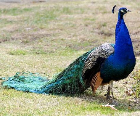 Birds of India | Bird World: Indian peafowl images Peacock Facts, Peacock Flying, Peacock Images, Peacock Photos, Bird Care, Peacock Bird, Peacock Print, Bird Food, All Birds