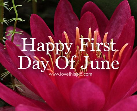 Welcome June Images, June 1 Quotes, New Month June, Happy First Day Of June, June Images, Happy New Month Quotes, Thanks For Birthday Wishes, New Month Wishes, June Quotes