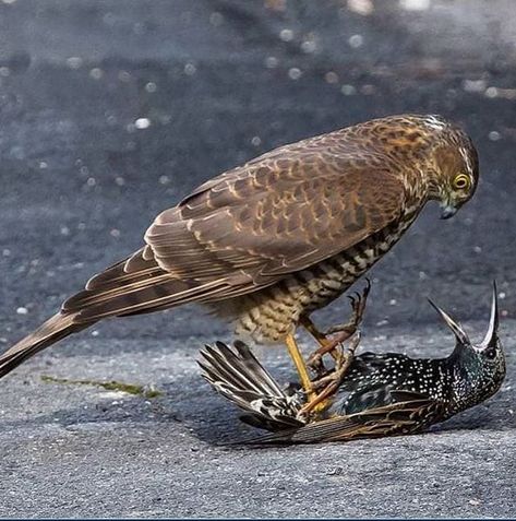 Sparrow Hawk, Deadly Animals, Sparrowhawk, Wildlife Nature, All Birds, Starling, Birds Of Prey, Back To Nature, Nature Animals