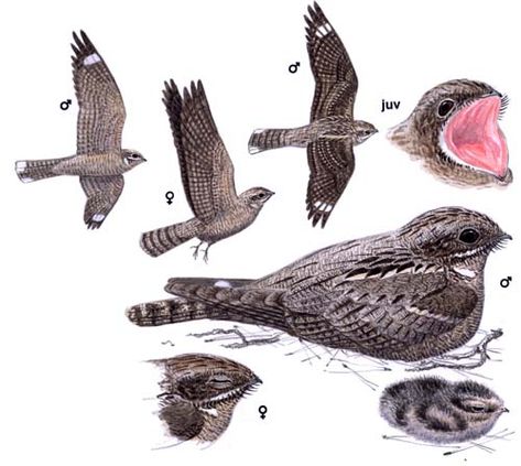 Nightjar Illustration, Nightjar Tattoo, Nightjar Bird, Bird Identification, Bird Care, Kinds Of Birds, Birds Tattoo, Bird Illustration, Bird Photo