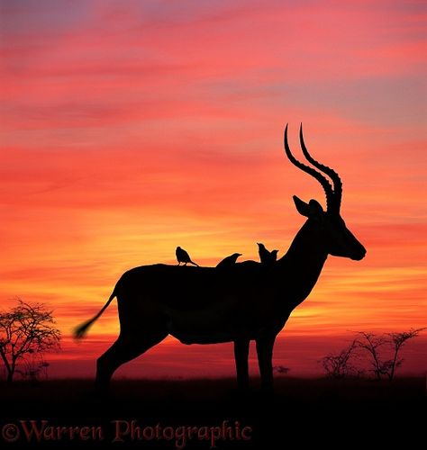 Impala at sunset Sagittarius Serpentarius, Birds Photos, Secretary Bird, African Sunset, Sunset Rose, Animal Stencil, Wild Kingdom, Spine Tattoos For Women, Sunset Sea