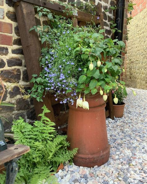 Small Magical Garden Spaces on Instagram: “Another but if retail indulgence yesterday, an old chimney pot. Its already proving useful as a base for my potted Pink Marshmallow…” Chimney Pot Planter Ideas, Pot Planter Ideas, Chimney Pot Planter, Old Chimney, Small Magical Garden, Pink Marshmallow, Chimney Pots, Pink Marshmallows, Planter Ideas