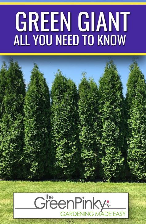 Everything You Need to Know About Green Giant Trees from Care to Spacing. #TheGreenPinky #Arborvitae #GreenGiant Planting Green Giant Arborvitae, Arborvitae Green Giant, Green Giant Arborvitae Privacy, Green Giant Privacy Fence, Junior Giant Thuja Tree, Emerald Green Arborvitae Privacy Hedge, Thuja Green Giant Privacy Screens, Green Giant Arborvitae Landscaping Ideas, Thuja Green Giant Landscape Ideas