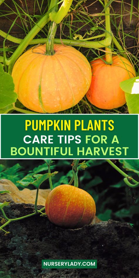 "Discover essential pumpkin plant care tips for a bountiful harvest! Learn how to care for pumpkin plants, from planting seeds to harvesting. Explore techniques on how to take care of your pumpkin patch, including when to plant pumpkins and companion plants for optimal growth. Master the art of growing pumpkins from seeds in containers and find out how to dry pumpkin seeds for replanting. With our expert advice, you’ll have a thriving pumpkin garden bed in no time!" Plant Pumpkins, Planting Pumpkin Seeds, When To Plant Pumpkins, Pumpkin Plants, Pumpkin Plant, Planting Pumpkins, Plant Tips, Pumpkin Garden, Plant Care Tips