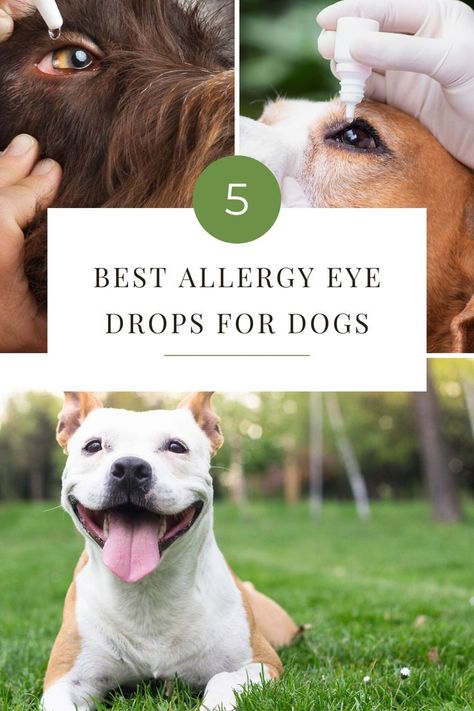 Do you have a pup with itchy, watery eyes? It’s hard to watch your fur-baby suffer through the eye irritation that comes along with allergies. In this blog post, we’ll cover five of the best allergy eye drops for dogs so your pup can get some much-needed relief from their pesky allergies. Eye Allergy Relief, Eye Drops For Dogs, Natural Dog Remedies, Best Eye Drops, Allergy Eyes, Puppies Tips, Irritated Eye, Allergy Remedies, Watery Eyes