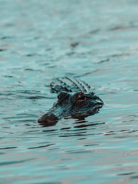 Alligators Aesthetic, Alligator Aesthetic, Crocodile Aesthetic, Off The Beaten Path Travel, Louisiana Alligator, Louisiana Photography, Alligator Tattoo, Swamp People, Swamp Creature